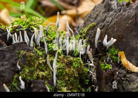 Le champignon litte étonnant ressemble à des branches avec des gouttes de rosée - xylaria hypoxylon. Banque D'Images