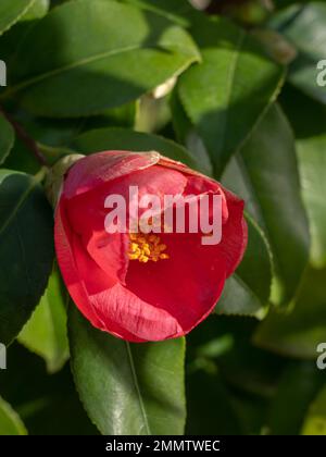 Vue rapprochée de la fleur rose rouge vif du camellia japonica buisson floraison en hiver sur fond de feuillage Banque D'Images