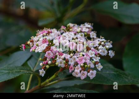 Vue rapprochée d'un groupe de fleurs blanc et rose de viburnum tinus arbuste aka laurustinus, laurustine ou laurestine qui fleurit à l'extérieur en hiver Banque D'Images