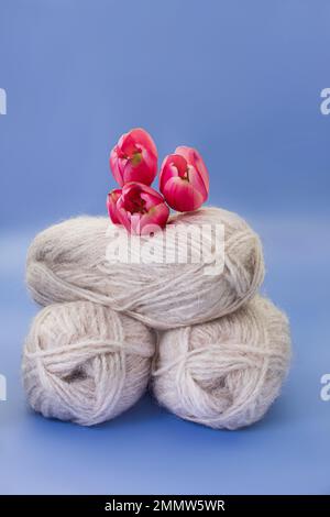 Groupe de laine grise de fil et de fil avec tulipe rose sur fond bleu. Tricots, passe-temps, hiver. Copier l'espace. Journée internationale de la femme et de la mère, Banque D'Images