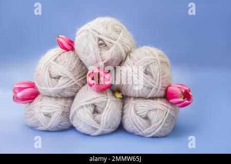 Groupe de laine grise de fil et de fil avec tulipe rose sur fond bleu. Tricots, passe-temps, hiver. Copier l'espace. Journée internationale de la femme et de la mère, Banque D'Images