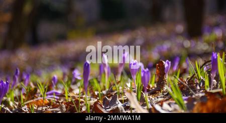 gros plan de fleur de crocus sur la glade. printemps nature arrière-plan sur une journée ensoleillée Banque D'Images