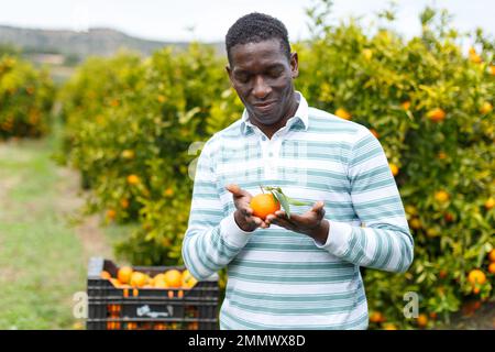 Homme satisfait montrant des mandarines récoltées Banque D'Images