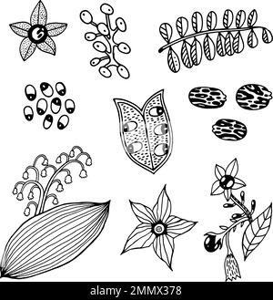 Plantes toxiques - collection de fleurs pois rosaires, nuit mortelle, lilly-de-la-vallée, ricin haricot, jimsonweed, poupées yeux. Dessin au trait à la main Illustration de Vecteur