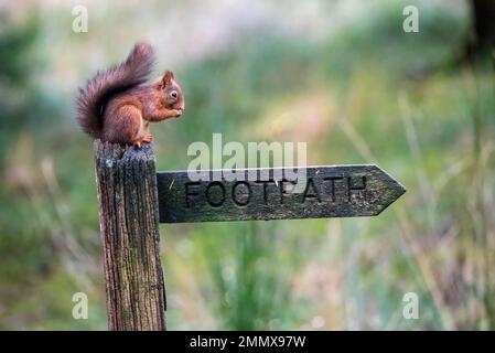 Écureuil empachant un écrou, perché sur un panneau public pour un sentier, dans le Yorkshire, en Angleterre. Banque D'Images