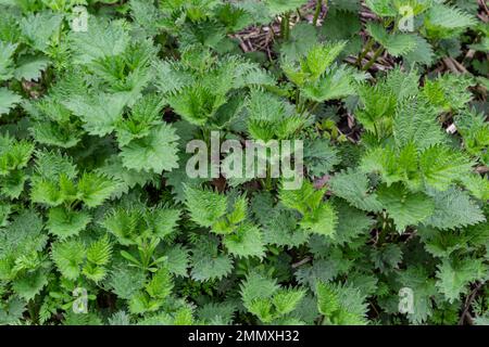 Bush, de picotements-orties. Feuilles d'orties. Vue d'en haut. Motif botanique. Verdure d'ortie commune. Banque D'Images