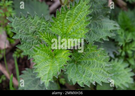 Bush, de picotements-orties. Feuilles d'orties. Vue d'en haut. Motif botanique. Verdure d'ortie commune. Banque D'Images