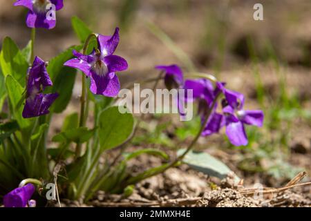 Alto odorata. Parfum-parfumé. Fleur violette forêt floraison au printemps. La première fleur de printemps, violette. Violettes sauvages dans la nature. Banque D'Images