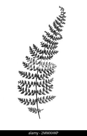 Un gros plan noir et blanc d'une seule feuille de la fougère Polystichum setiferum 'Proliferum' sur fond blanc. Banque D'Images