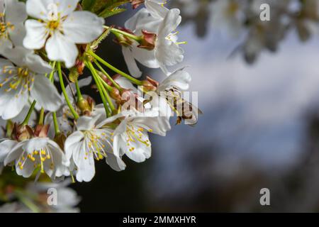 une abeille recueille du miel sur des cerisiers en fleurs blancs. Banque D'Images