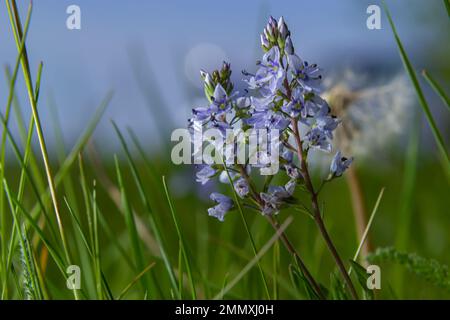 Au printemps, Veronica prostrata fleurit dans la nature parmi les graminées. Banque D'Images