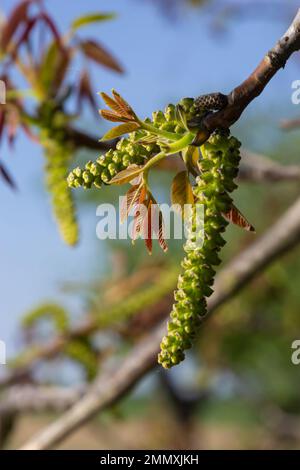 Noyer en fleur, fleurs mâles sur les branches. Noyer en fleur, fleurs mâles sur les branches. Jour ensoleillé, ciel bleu, début du printemps. Banque D'Images