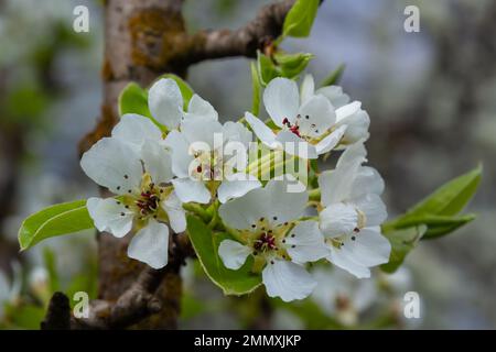 fleurs de poire. arbre en fleurs dans le jardin. fleurs blanches délicates et feuilles vertes et jeunes. Branches de poires fleuries sur fond vert. fermer Banque D'Images