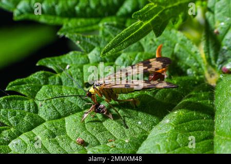 Panorpa communis est la mouche de scorpionfly commune une espèce de scorpionfly. Ce sont des insectes utiles qui mangent des ravageurs des plantes. Banque D'Images