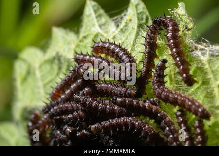 Buck Moth Caterpiliers, Hemileuca maia, sur une feuille. Banque D'Images