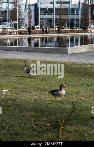 Canards dans une piscine à Munich Banque D'Images