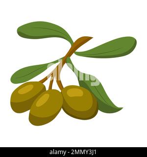 Olives. illustration vectorielle sur fond blanc Illustration de Vecteur
