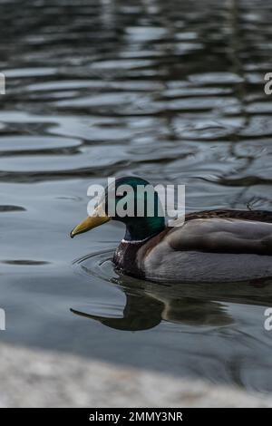 Canards dans une piscine à Munich Banque D'Images