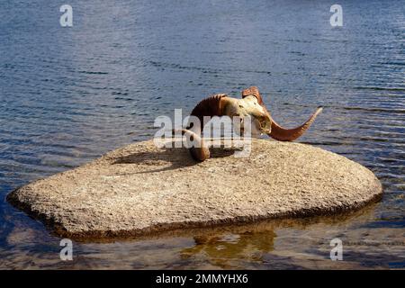 Marco Polo Agali crâne, Dream Lake, Kakshaal trop montagnes, Tien Shan à la frontière chinoise, région de Naryn, Kirghizistan Banque D'Images