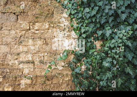 Plante piquant de lierre poussant sur le mur de brique de mudbrick d'adobe d'une très vieille maison Banque D'Images