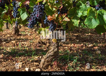 France, Côte d'Or, Gevrey Chambertin, les climats de Bourgogne classés au patrimoine mondial de l'UNESCO, route des Grands crus, cépage Pinot noir Banque D'Images