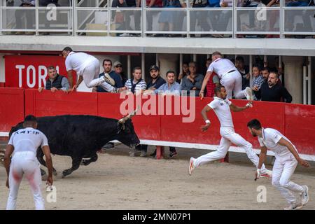 France, Herault (34), Lunel, course de Camargue, 50th anniversaire du troupeau de Saumade, le taureau de Santorin Banque D'Images