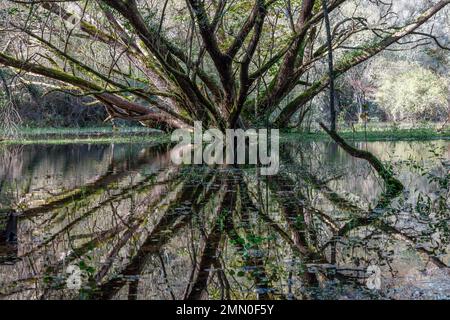 France, Pyrénées Atlantiques, Béarn, Castet, Réserve naturelle nationale de la vallée de l'Ossau, arbres et autres plantes dans une zone humide de marais et d'étang Banque D'Images