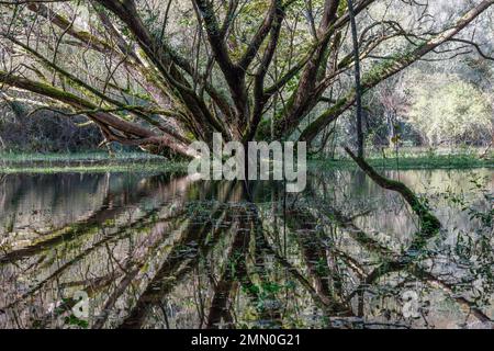 France, Pyrénées Atlantiques, Béarn, Castet, Réserve naturelle nationale de la vallée de l'Ossau, arbres et autres plantes dans une zone humide de marais et d'étang Banque D'Images