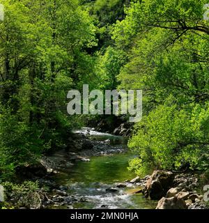 France, Pyrénées Atlantiques, Béarn, Bedous, rivière en été dans une végétation luxuriante Banque D'Images
