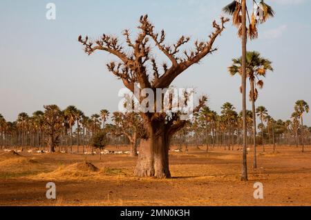 Sénégal, delta de Saloum classé au patrimoine mondial par l'UNESCO, baobab et troupeau de zébé au milieu d'une forêt de palmiers Banque D'Images