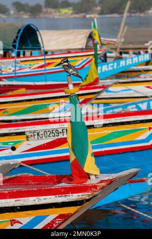 Sénégal, delta de Saloum classé au patrimoine mondial par l'UNESCO, kingfisher reposant sur un drapeau sénégalais au milieu de canoës multicolores sur la jetée de Ndangane Banque D'Images