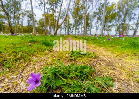 Vue sur les fleurs sauvages colorées d'Anemone et un sentier, dans une forêt d'eucalyptus, près de Megiddo, vallée de Jezreel, nord d'Israël Banque D'Images