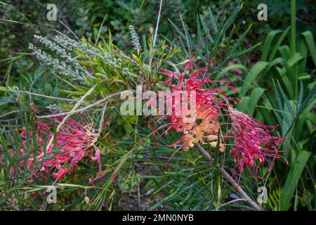 France, Alpes-Maritimes (06), Menton, le jardin serre de la Madone, Grevillea Mason's Hybrid/France, Alpes-Maritimes, Menton, le jardin serre de la Madone, Grevillea Mason's Hybrid Banque D'Images