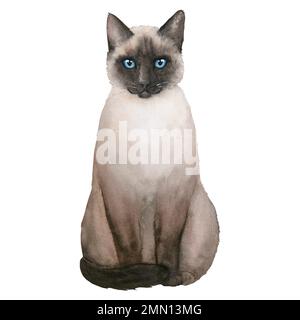 Illustration aquarelle d'un chat siamois mignon isolé sur fond blanc. Banque D'Images