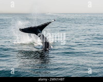 Baleine à bosse vue lors d'une croisière dans les eaux à l'extérieur de Provincetown, ma et Cape Cod. Cape Cod est une destination de voyage populaire dans le Massachusetts. Banque D'Images