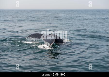 Baleine à bosse vue lors d'une croisière dans les eaux à l'extérieur de Provincetown, ma et Cape Cod. Cape Cod est une destination de voyage populaire dans le Massachusetts. Banque D'Images