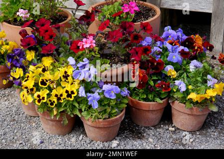 Pots de fleurs en terre cuite avec un mélange de pansies, de pétunias et de géraniums exposés à RHS Garden Harlow Carr, Harrogate, Yorkshire, Angleterre, Royaume-Uni. Banque D'Images