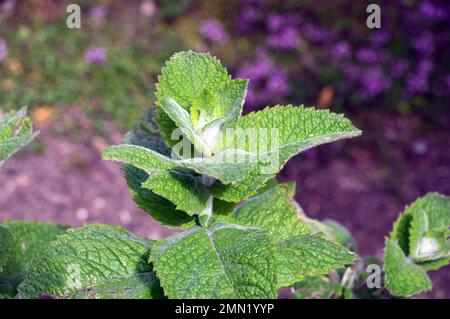 Feuilles de menthe de pomme (Mentha suaveolens) cultivées dans un lit surélevé dans le jardin des herbes à RHS Garden, Harlow Carr, Harrogate, Yorkshire. ROYAUME-UNI. Banque D'Images