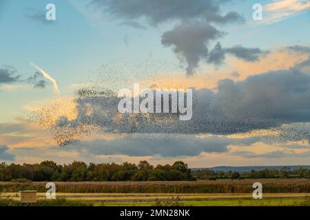 Murmuration de Starlings à la réserve naturelle RSPB Ham Wall Somerset Banque D'Images