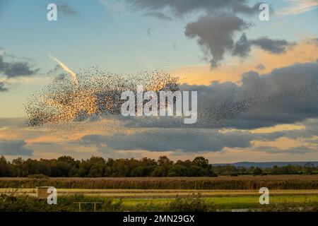 Murmuration de Starlings à la réserve naturelle RSPB Ham Wall Somerset Banque D'Images