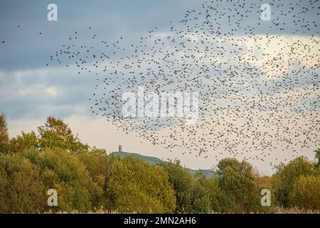 Murmuration de Starlings au mur de Ham RSPB Réserve naturelle Somerset avec Glastonbury tor à distance Banque D'Images