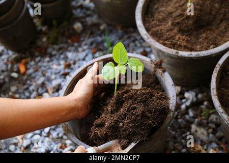 Planter des légumes dans le pot de fleurs à la main. Okra. Géant. Doigt de bébé Dame. Banque D'Images