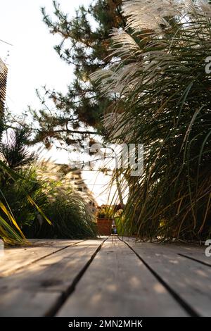 Plantes et parquet dans l'arrière-cour au coucher du soleil. Gros plan. Banque D'Images