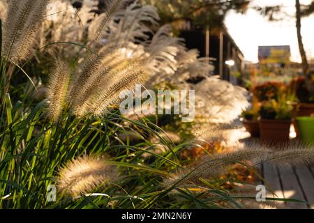 Plantes et parquet dans l'arrière-cour au coucher du soleil. Gros plan. Banque D'Images