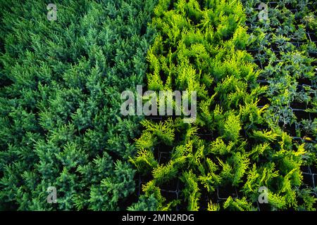 Gros plan sur les branches de thuja vertes. Fond vert plantes. Banque D'Images