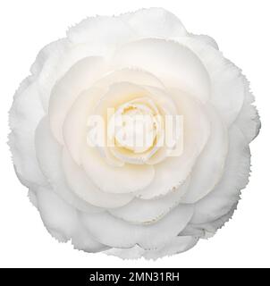 Fleur de camellia blanche isolée sur fond blanc. Camellia japonica Banque D'Images