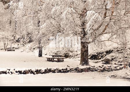 Image d'hiver monotone avec filtre. Vider le banc et la table sous de beaux bouleaux enneigés. Banque D'Images