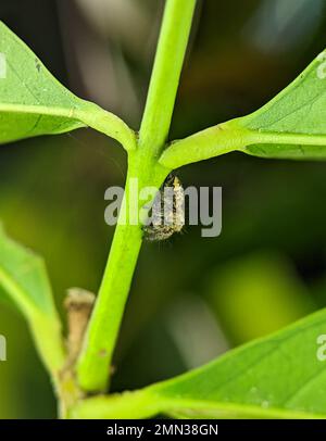 Araignée de saut Euophrys frontalis. L'Euophrys frontalis est un genre d'araignées sauteuses de la famille des Salticidae. Banque D'Images