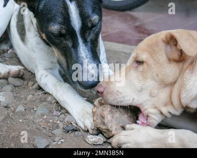 Deux chiens mongrel mordent un rocher dans la cour de la maison. Banque D'Images