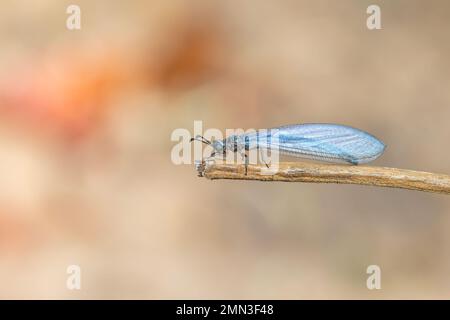Image de myrmeleon formicarius perchée sur une branche sur fond de nature. Antilion. Insecte. Banque D'Images